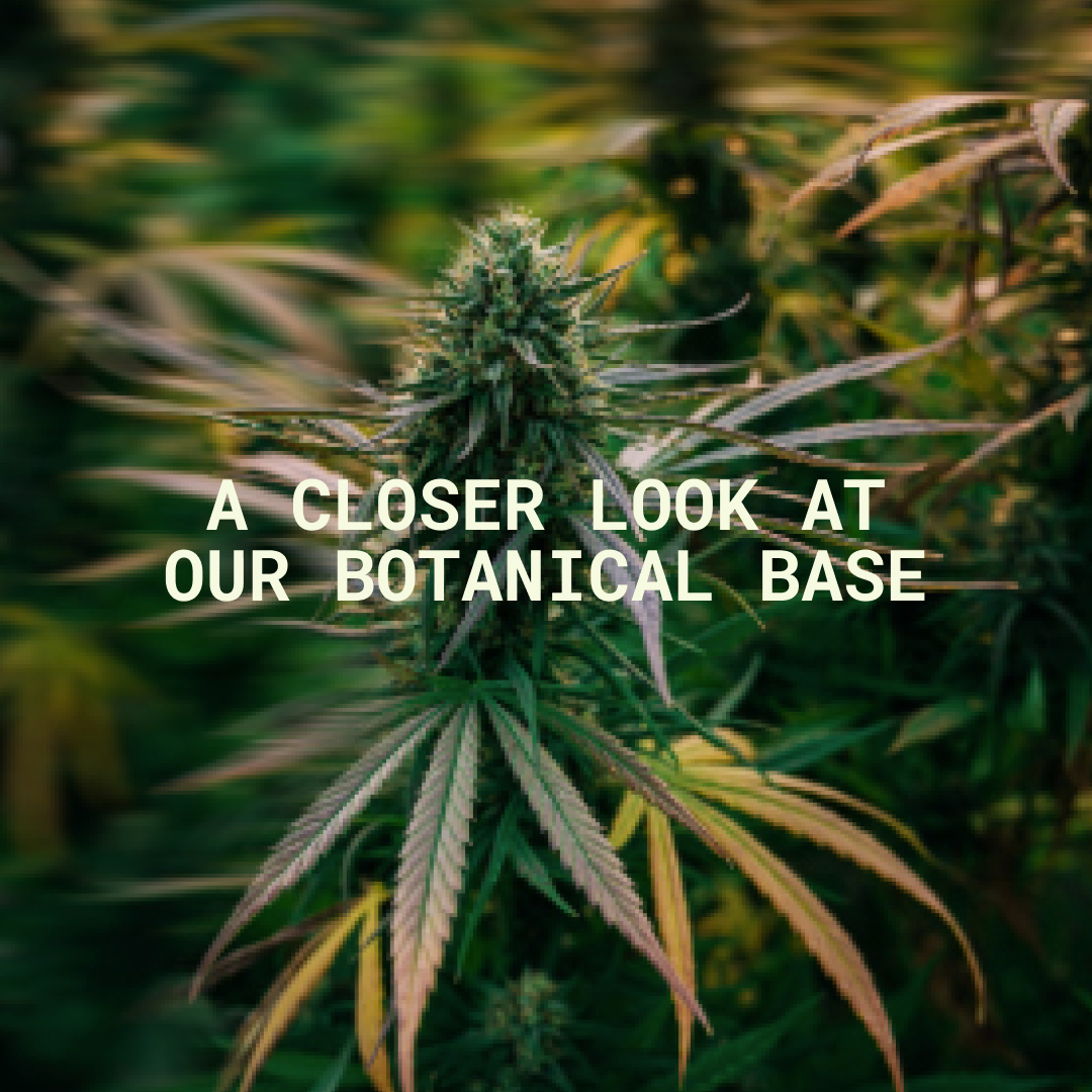 A Closer Look at Our Botanical Base